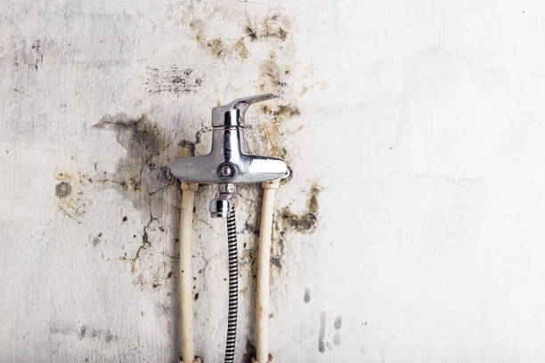 Best Professional Mold Removal  in Jacksonvle, IL