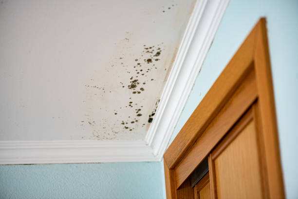 Best Mold Damage Repair  in Jacksonvle, IL
