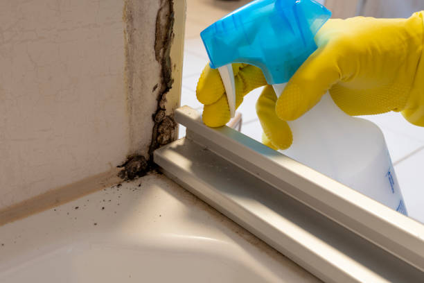 Best Mold Remediation  in Jacksonvle, IL