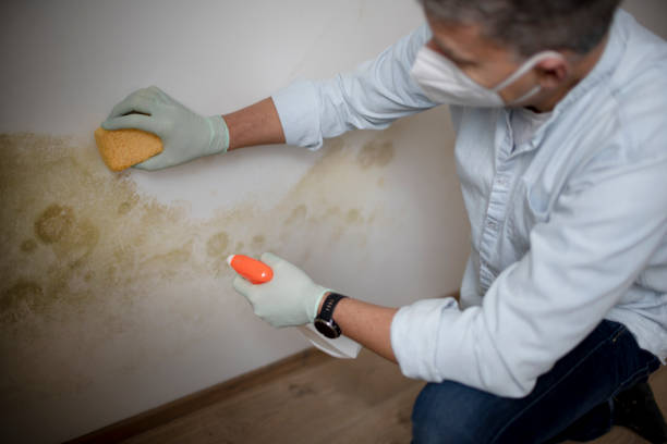Trusted Jacksonville, IL Mold Removal Experts