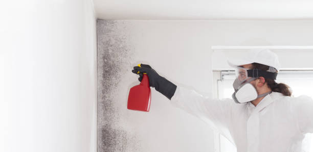 Mold Testing and Removal in Jacksonville, IL