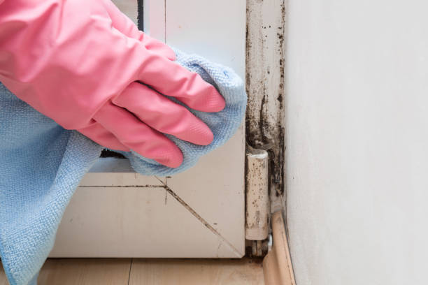 Best Residential Mold Removal  in Jacksonvle, IL