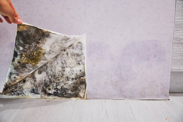 Best Mold Removal Company Near Me  in Jacksonvle, IL